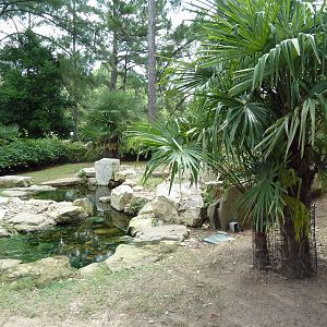 Aldabra/Yellow-Foot/Radiated Tortoise Exhibit