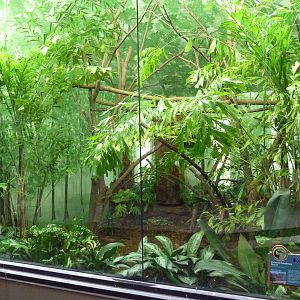 Chestnut-Mandibled Toucan Exhibit