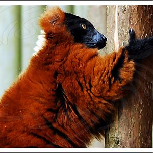 Red Ruffed Lemur
