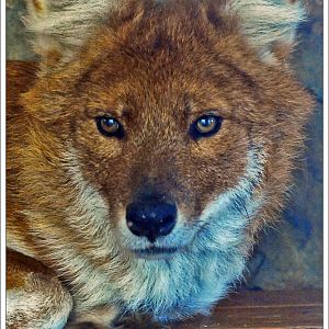 Dhole