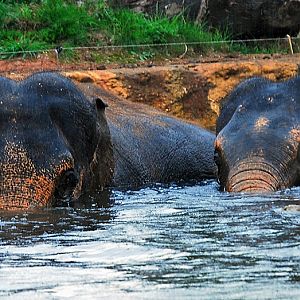 Indian Elephants