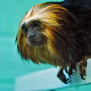 Golden-headed Lion Tamarin