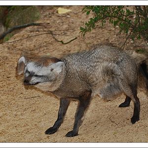 Bat Eared Fox