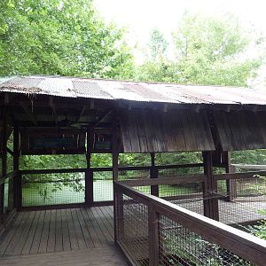 Alligator Exhibit - Viewing Deck