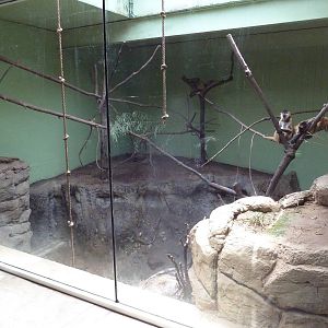 Primate Building - Black-Handed Spider Monkey Exhibit