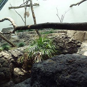 Primate Building - Ring-Tail/Red-Fronted Lemur Exhibit