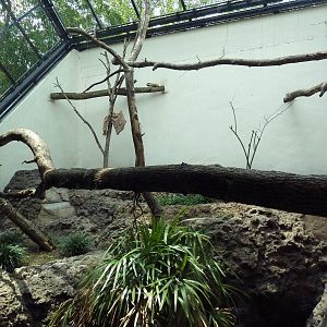 Primate Building - Ring-Tail/Red-Fronted Lemur Exhibit