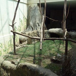 Primate Building - Spectacled Langur Exhibit