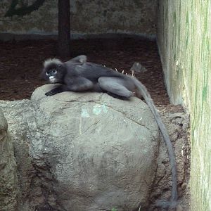Primate Building - Spectacled Langur
