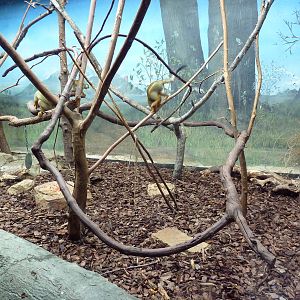 Primate Building - Squirrel Monkey Exhibit
