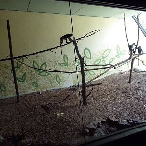 Primate Building - Spectacled Langur Exhibit