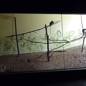 Primate Building - Spectacled Langur Exhibit