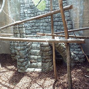 Primate Building - Lion-Tailed Macaque Exhibit