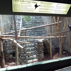 Primate Building - Lion-Tailed Macaque Exhibit
