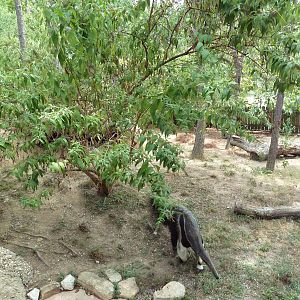 Primate Building - Giant Anteater Exhibit
