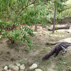 Primate Building - Giant Anteater Exhibit