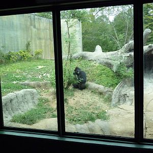 Primate Building - Gorilla Exhibit