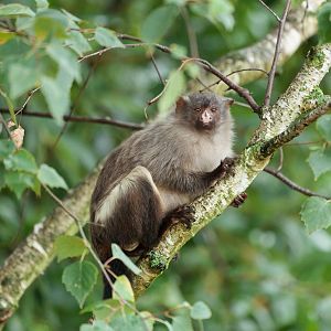Black-tailed Marmoset - 29/09/2010