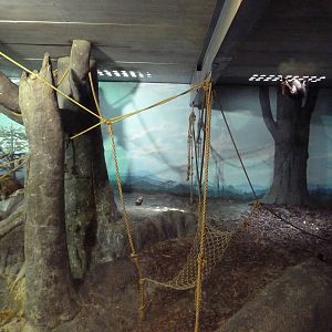 Primate Building - Sumatran Orangutan Exhibit