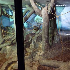 Primate Building - Sumatran Orangutan Exhibit