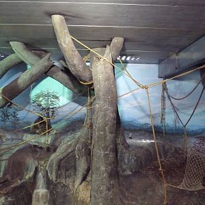 Primate Building - Sumatran Orangutan Exhibit