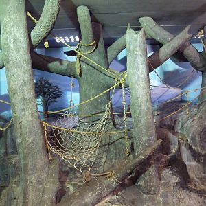 Primate Building - Sumatran Orangutan Exhibit