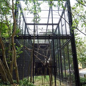 Primate Building - White-Handed Gibbon Exhibit