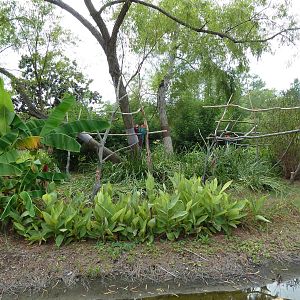 Green-Wing Macaw Exhibit