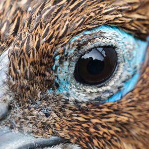 Female Himalayan Monal - 29/09/2010