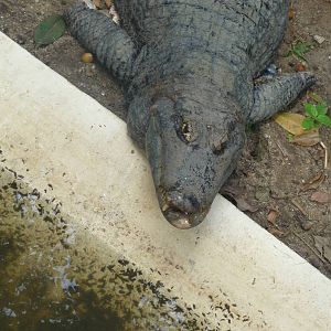 yacare do pantanal riozoo