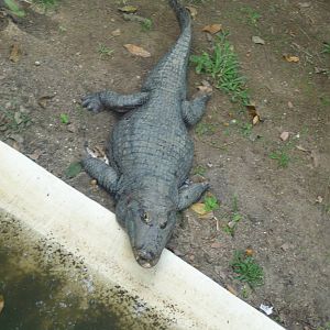 yacare do pantnal riozoo