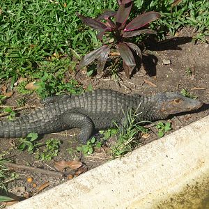 young yacare caiman riozoo