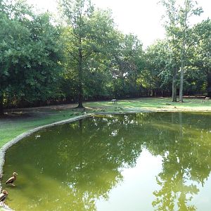 Bennett's Wallaby/Red Kangaroo/Black Swan Exhibit