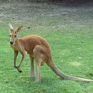 Red Kangaroo