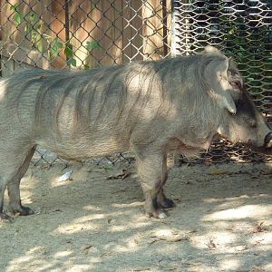 Warthog