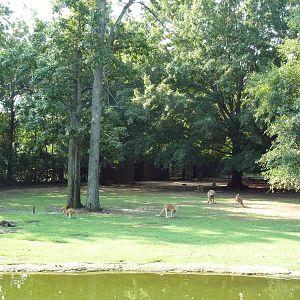 Bennett's Wallaby/Red Kangaroo/Black Swan Exhibit