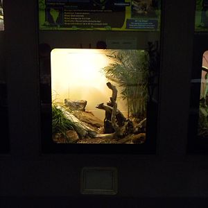 New Reptile Wing - Neotropical Rattlesnake