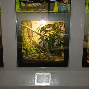 New Reptile Wing - Speckled Forest Pitviper