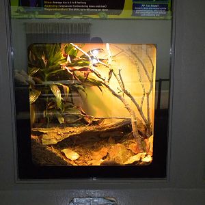 New Reptile Wing - Demeril's Boa