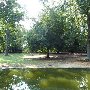 Bennett's Wallaby/Red Kangaroo/Black Swan Exhibit