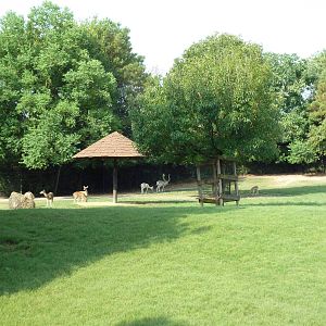 Multi-Acre Sika Deer/Axis Deer/Fallow Deer/Banteng/Muntjac/Sarus Crane Exhi