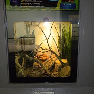 New Reptile Wing - Cape Cobra