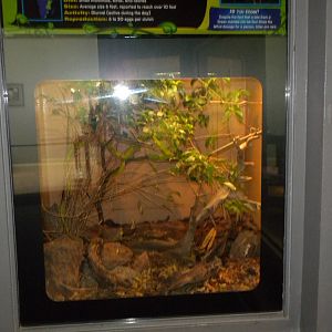 New Reptile Wing - Eastern Green Mamba