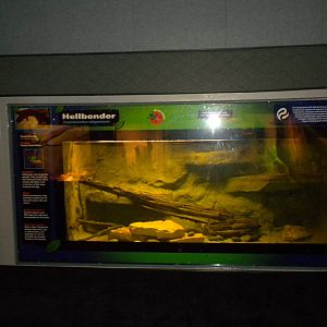 Hellbender exhibit