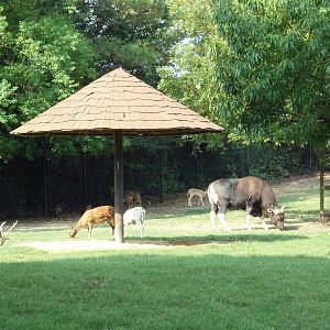 Multi-Acre Sika Deer/Axis Deer/Fallow Deer/Banteng/Muntjac/Sarus Crane Exhi