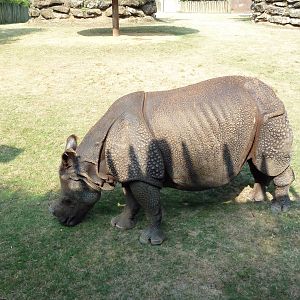 Indian Rhino