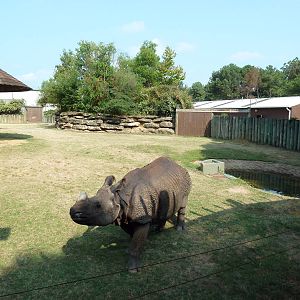 Indian Rhino Exhibit