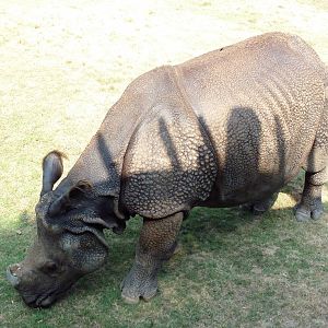Indian Rhino
