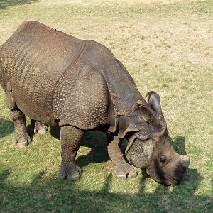 Indian Rhino