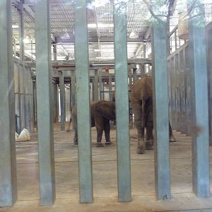 African Elephant Barn